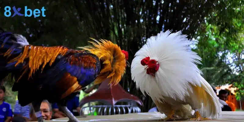 Bí Quyết Cá Cược Đá Gà Thomo Tăng Cơ Hội Chiến Thắng 4 Đá gà Thomo là hình thức thi đấu giữa hai chiến kê nổi bật