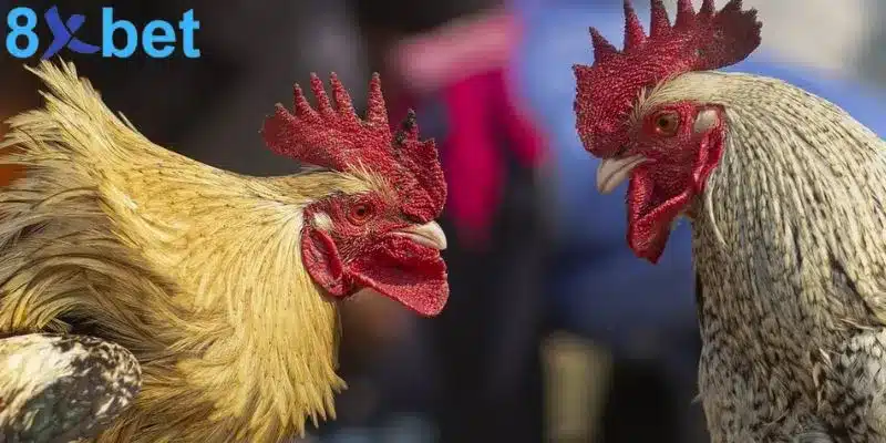 Đá gà trực tiếp - Giải trí kịch tính và đổi đời nhanh chóng 2 Đá gà trực tiếp - Giải trí kịch tính và đổi đời nhanh chóng